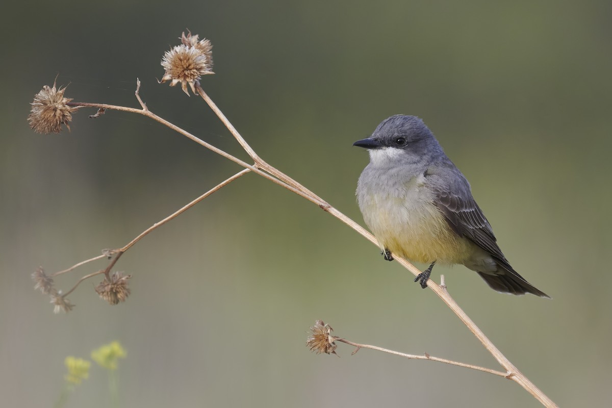 Cassin's Kingbird - ML327187971