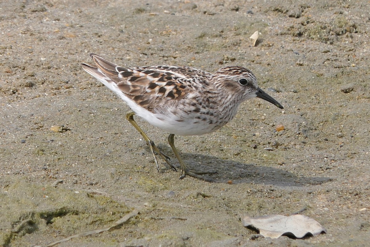 Least Sandpiper - Robert Hamilton