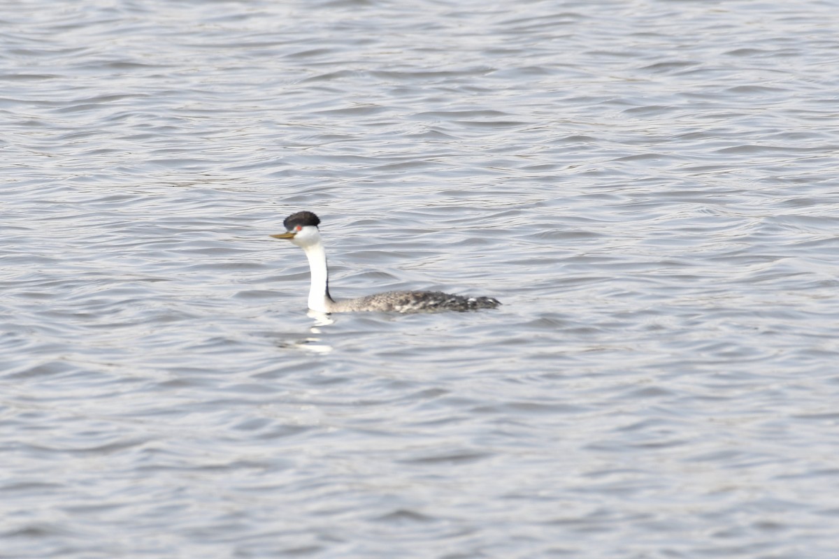 Clark's Grebe - ML327189061