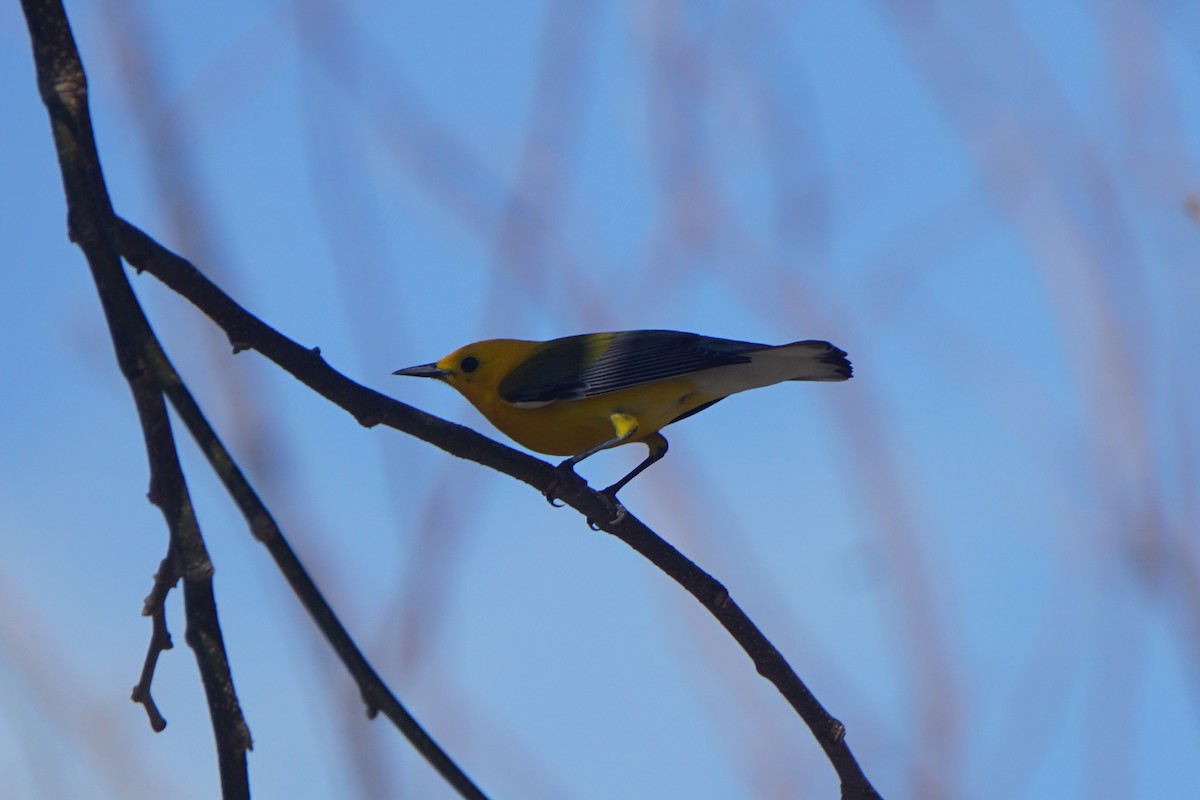 Prothonotary Warbler - Mark Songer