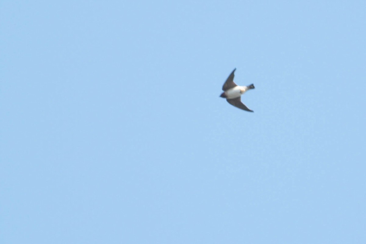 Cliff Swallow (pyrrhonota Group) - ML327189151