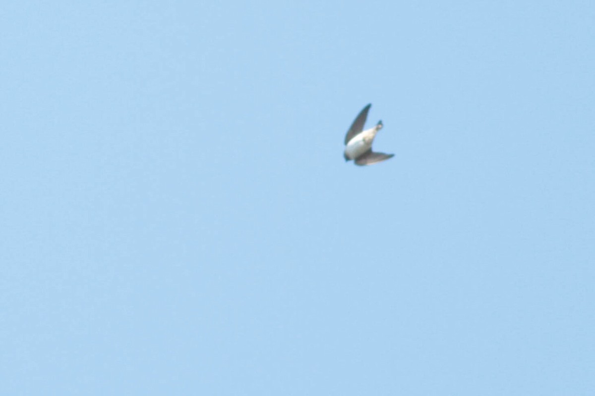 Cliff Swallow (pyrrhonota Group) - ML327189161