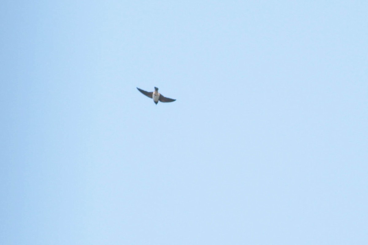 Cliff Swallow (pyrrhonota Group) - ML327189171