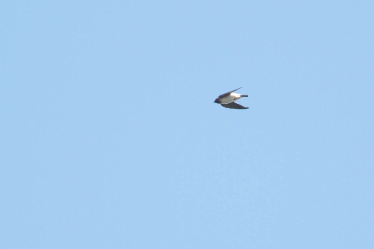 Cliff Swallow (pyrrhonota Group) - ML327189181
