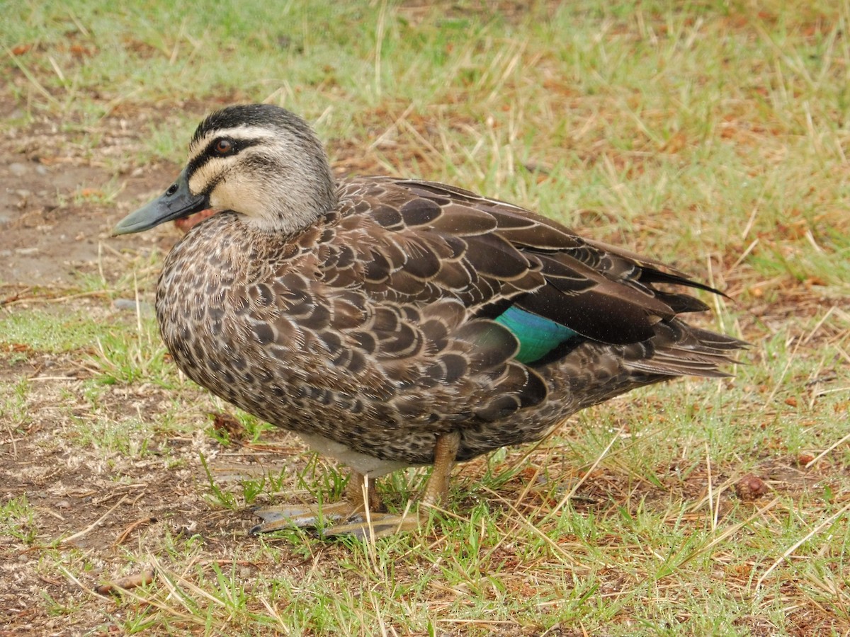 Mallard x Pacific Black Duck (hybrid) - ML32718921