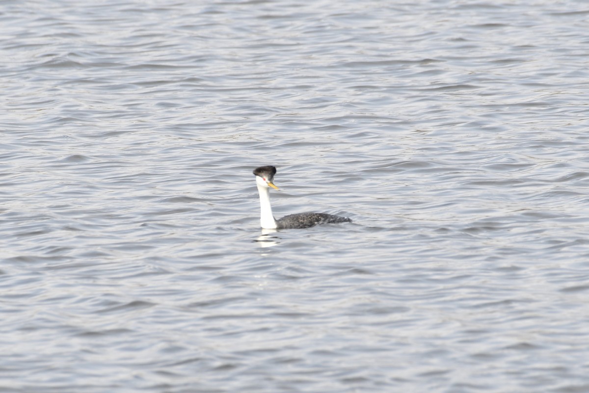 Clark's Grebe - ML327189221