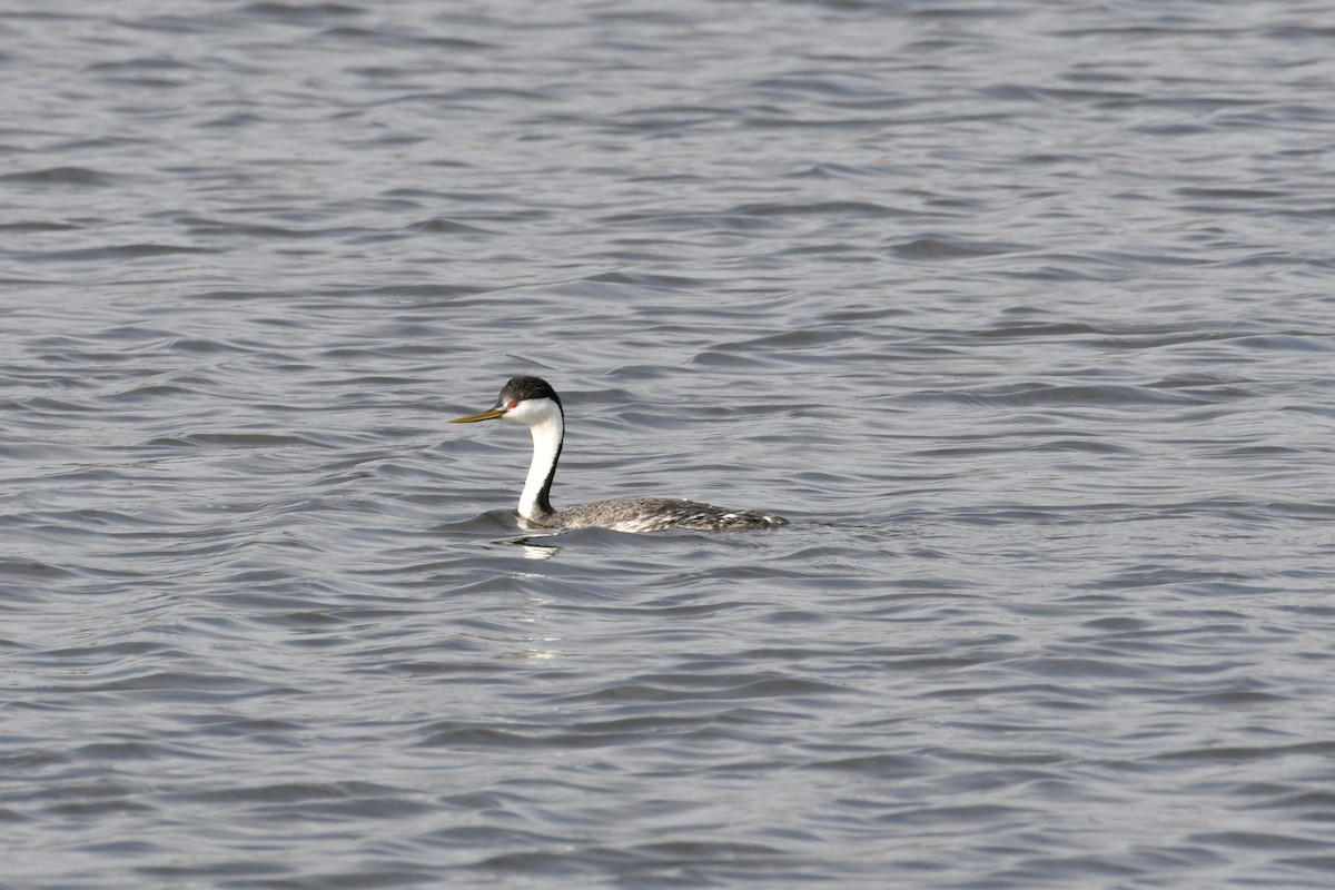 Clark's Grebe - ML327189271