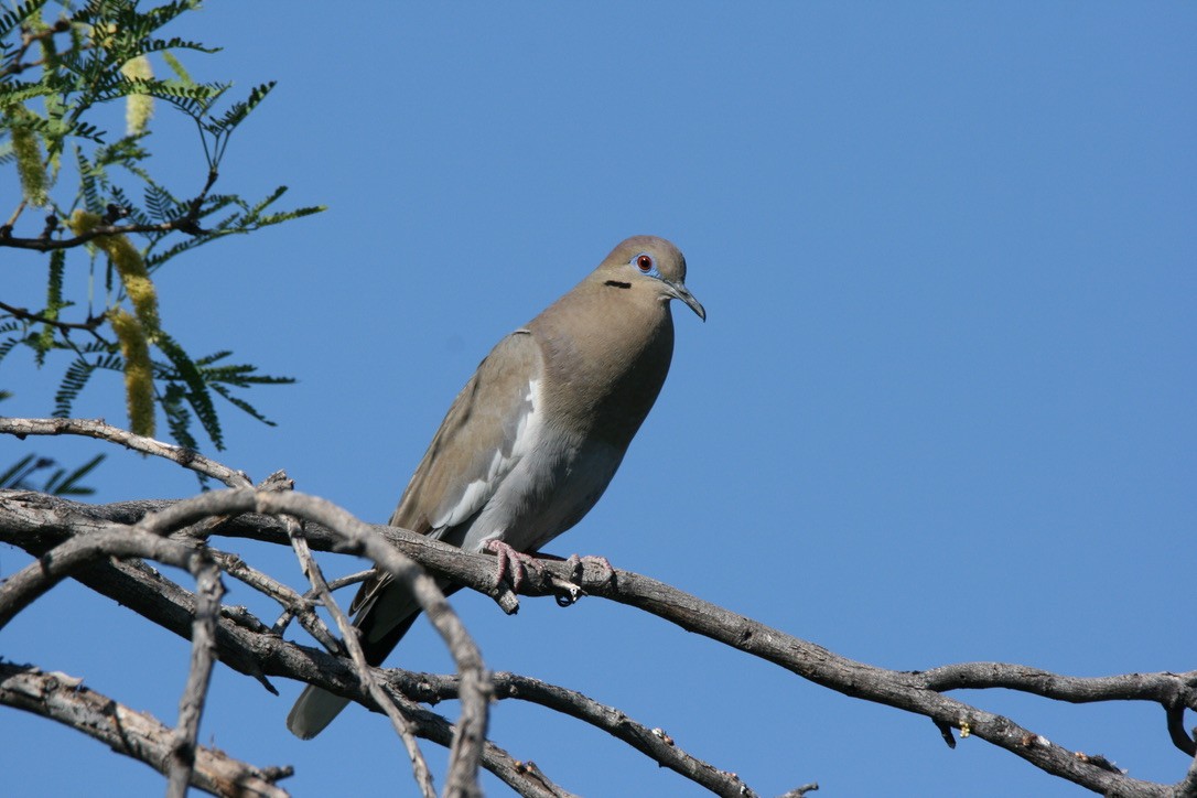 White-winged Dove - ML327190371