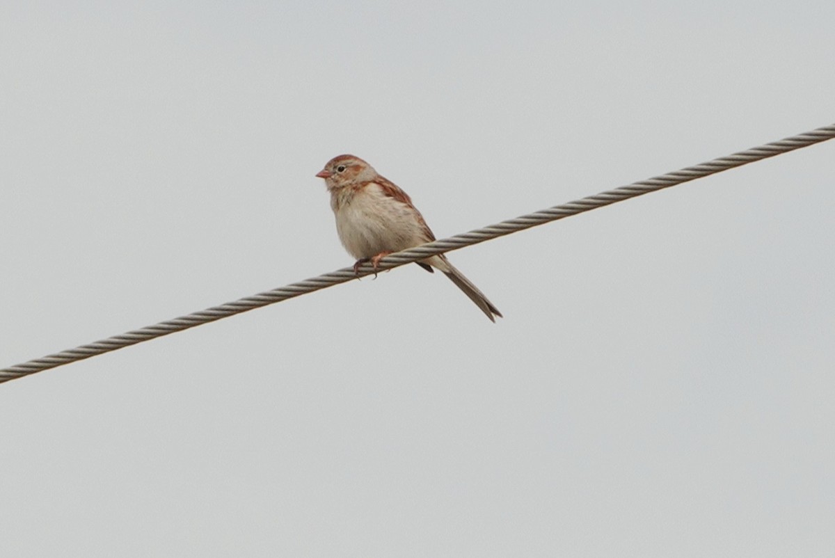 Field Sparrow - deborah grimes