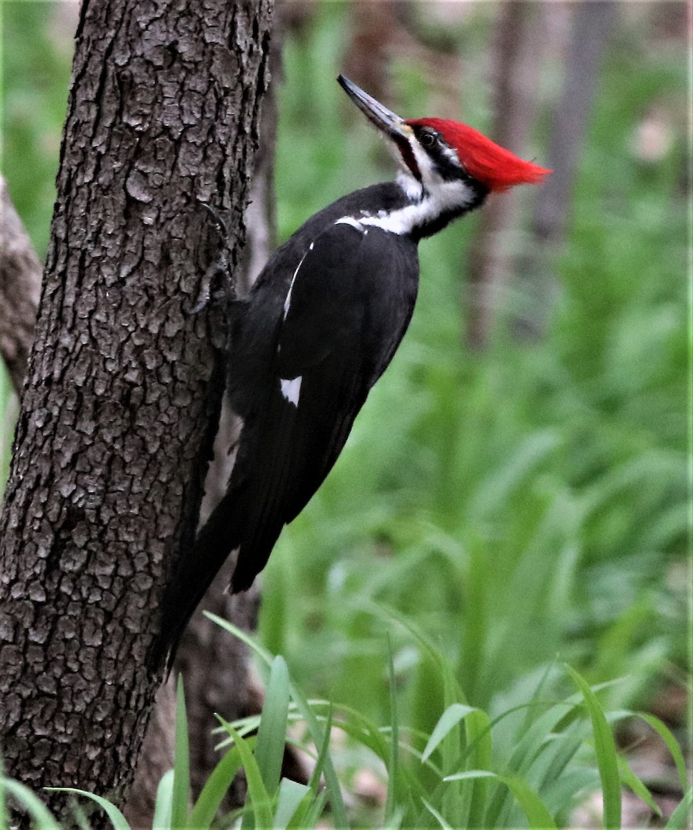 Pileated Woodpecker - ML327193191