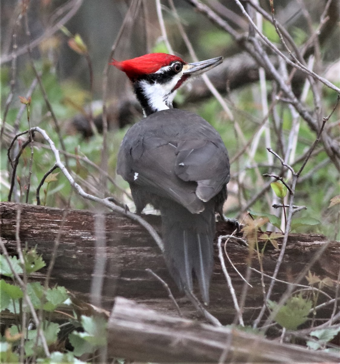 Pileated Woodpecker - ML327193641