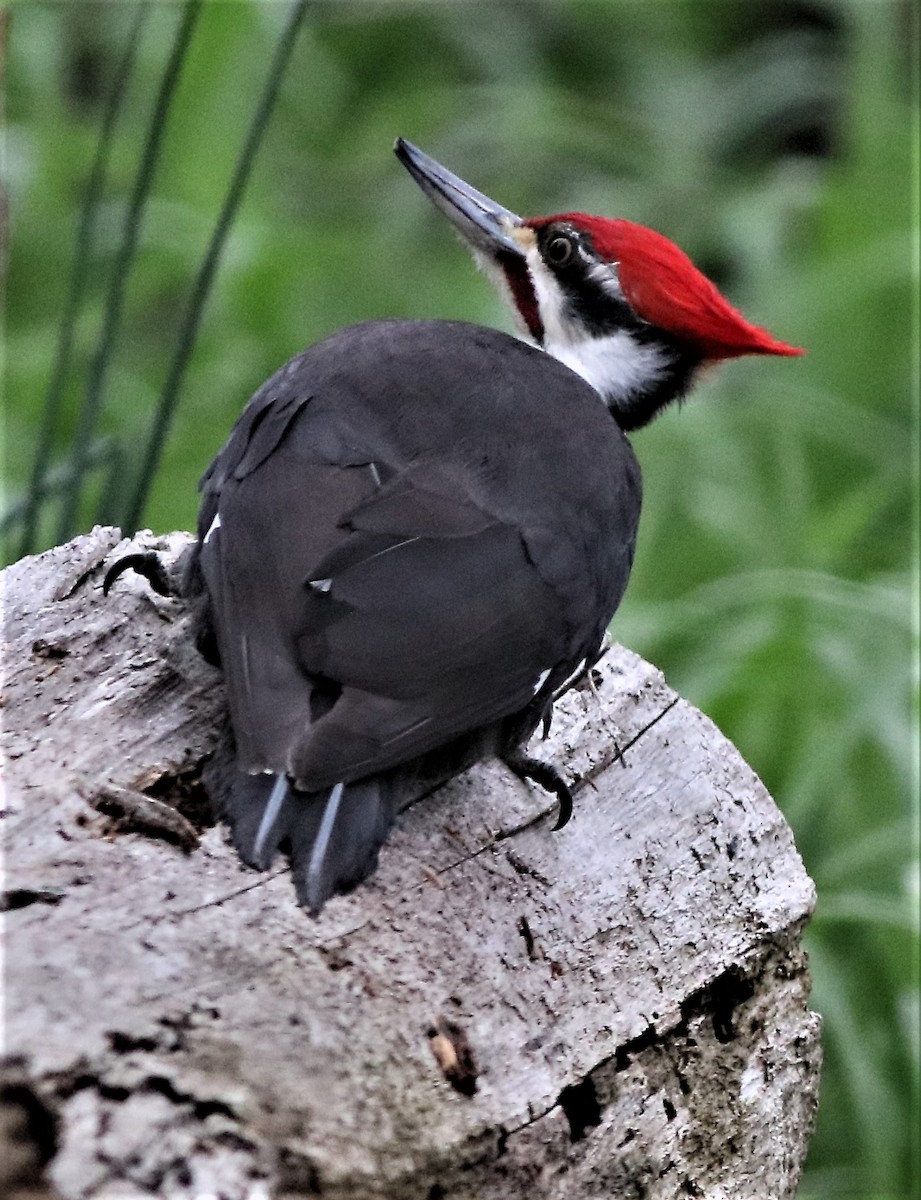 Pileated Woodpecker - ML327193981
