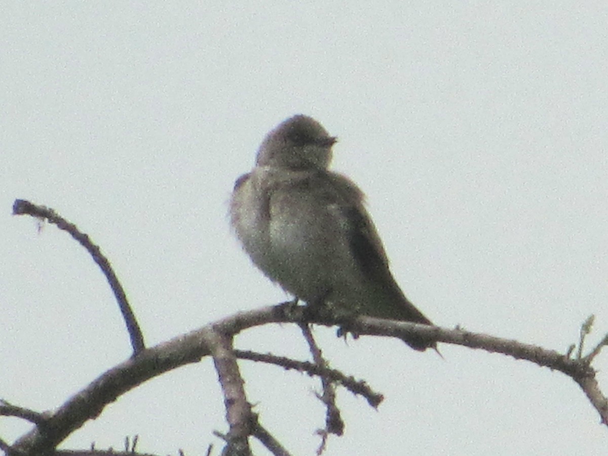 Northern Rough-winged Swallow - Anthony Lee