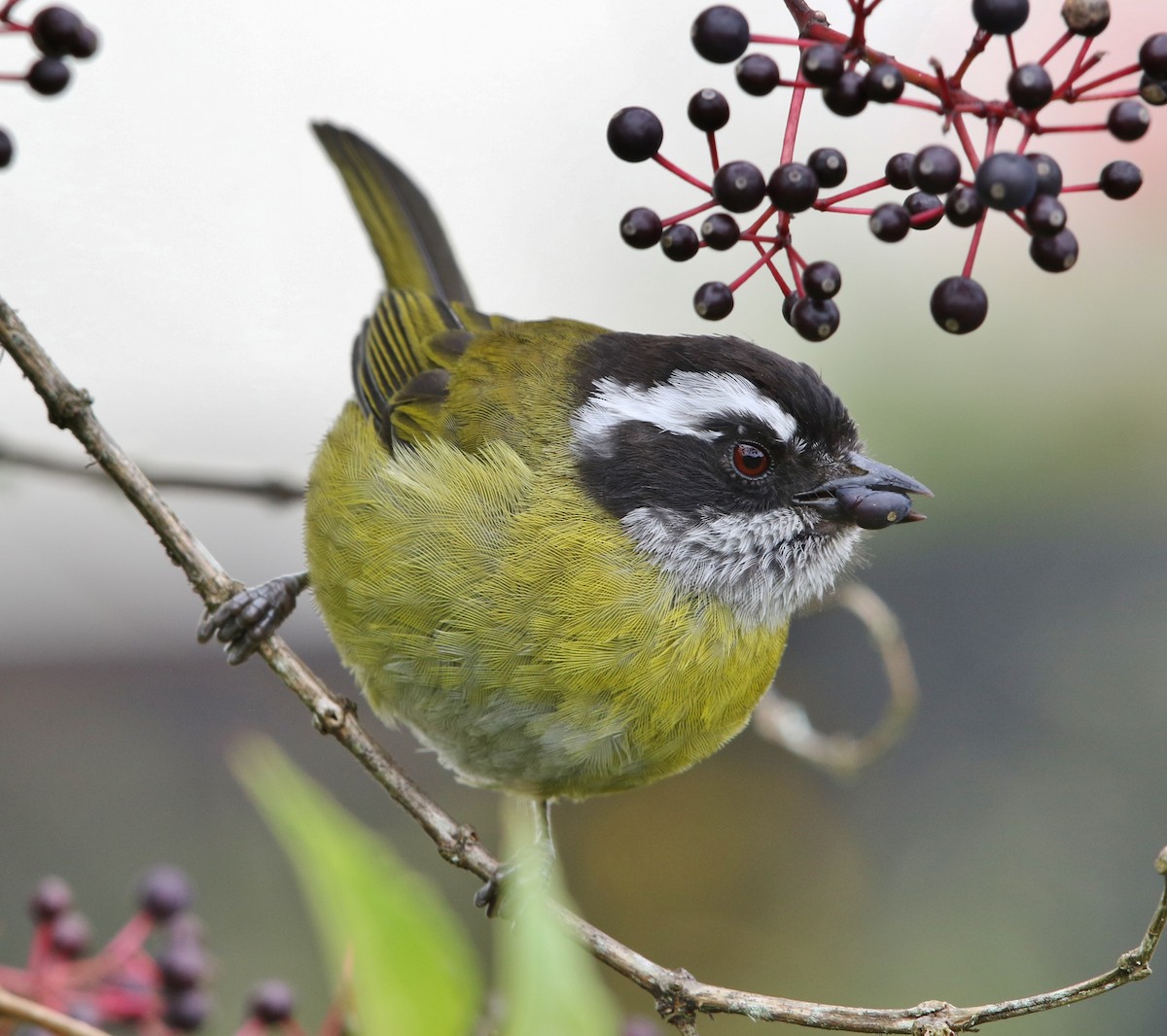 Sooty-capped Chlorospingus - ML32719571