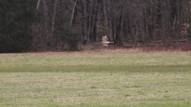 Northern Harrier - ML327197321