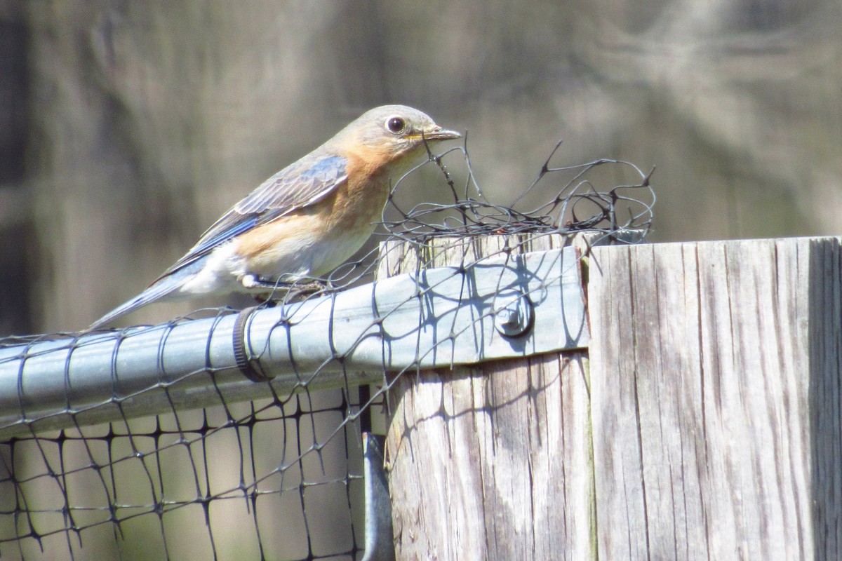 Eastern Bluebird - Eric Walther