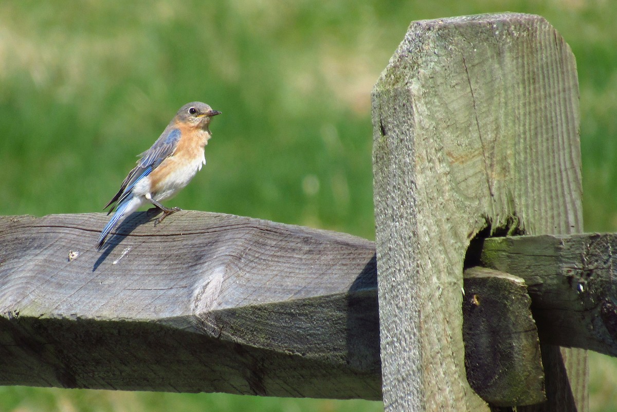 Eastern Bluebird - ML327197771