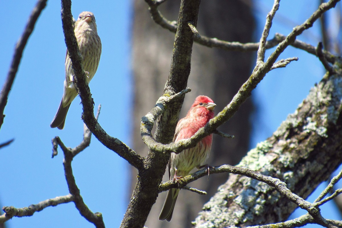 House Finch - Eric Walther