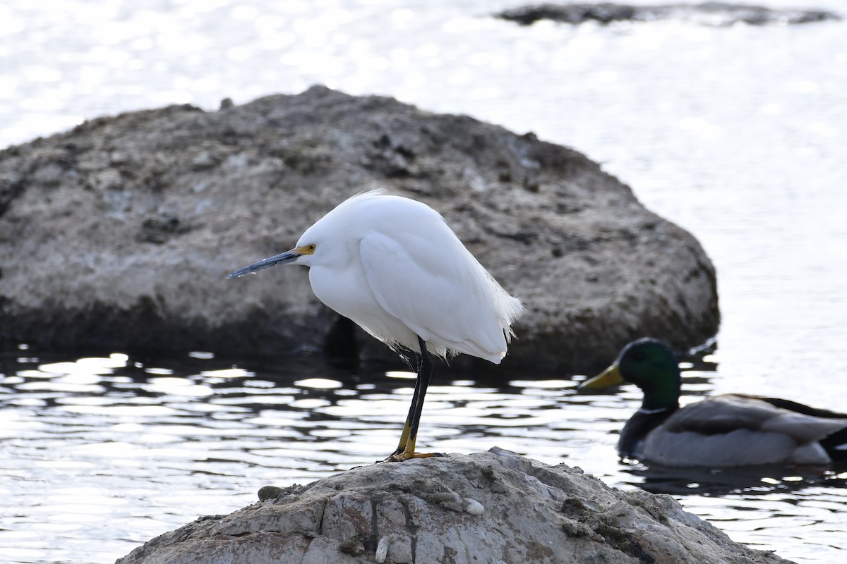 Snowy Egret - ML327198481