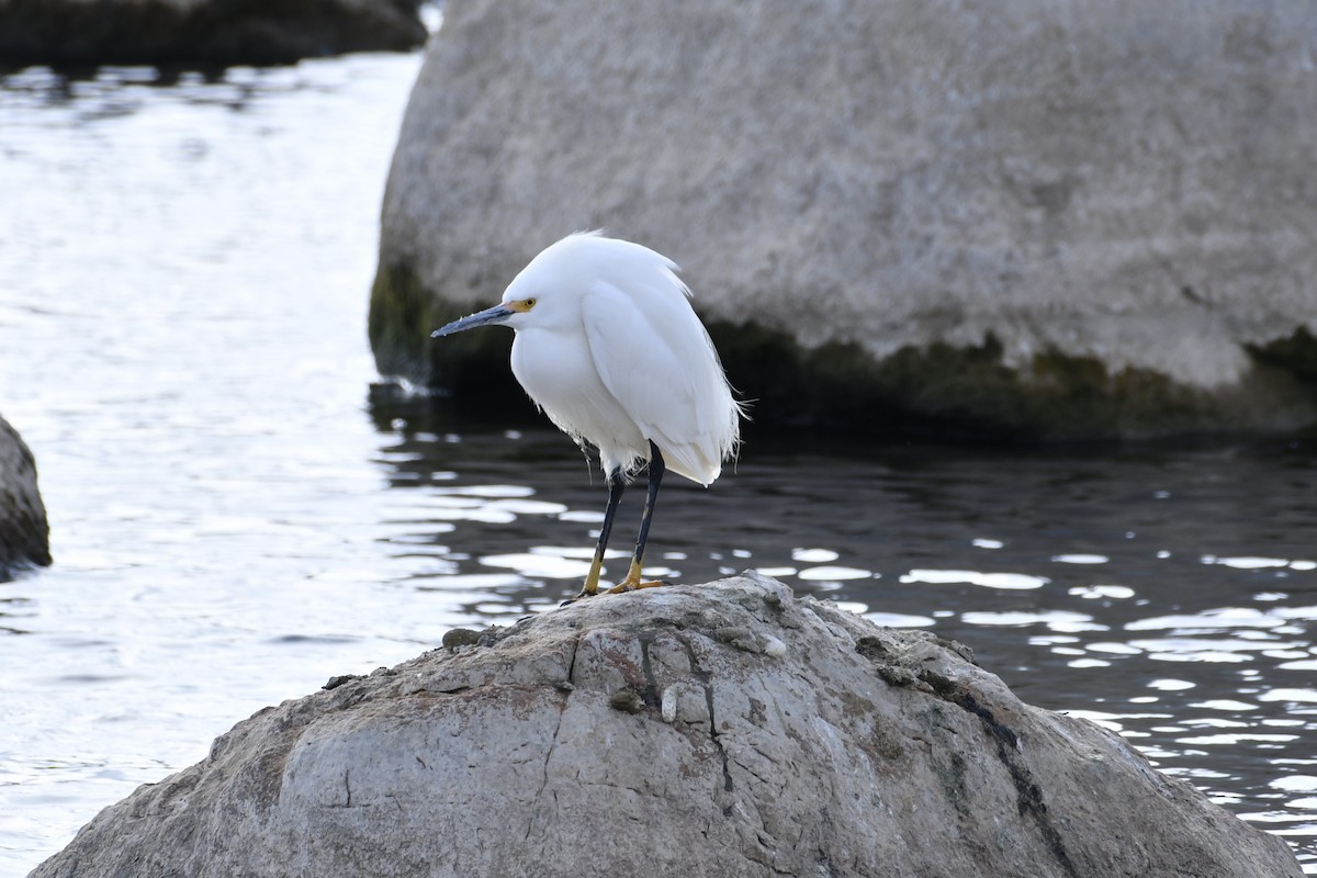 Snowy Egret - ML327198631