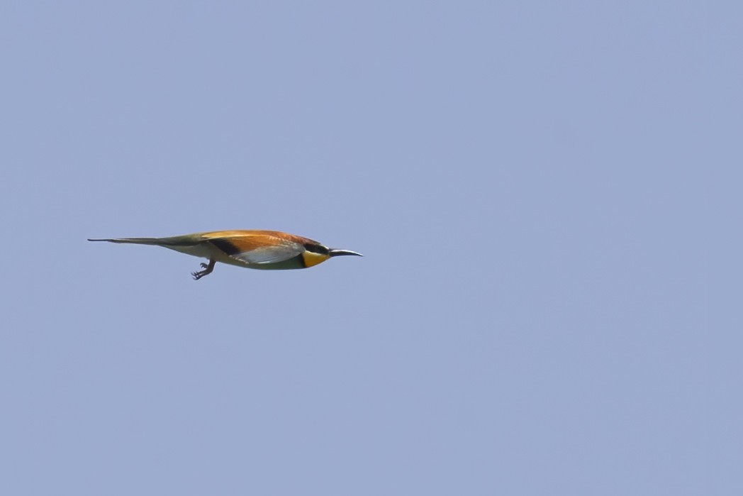 European Bee-eater - Göktuğ  Güzelbey