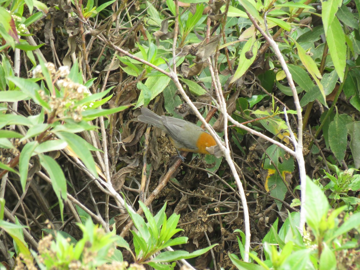 Rufous-chested Tanager - ML327200211