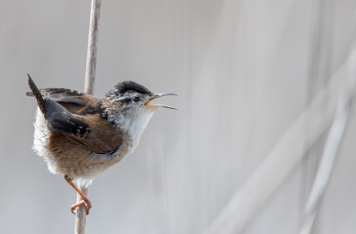 Marsh Wren - ML327202121