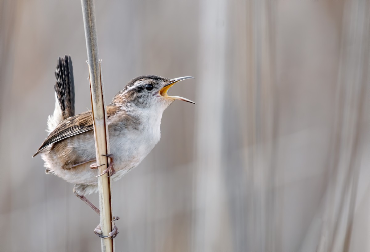 Marsh Wren - ML327202191