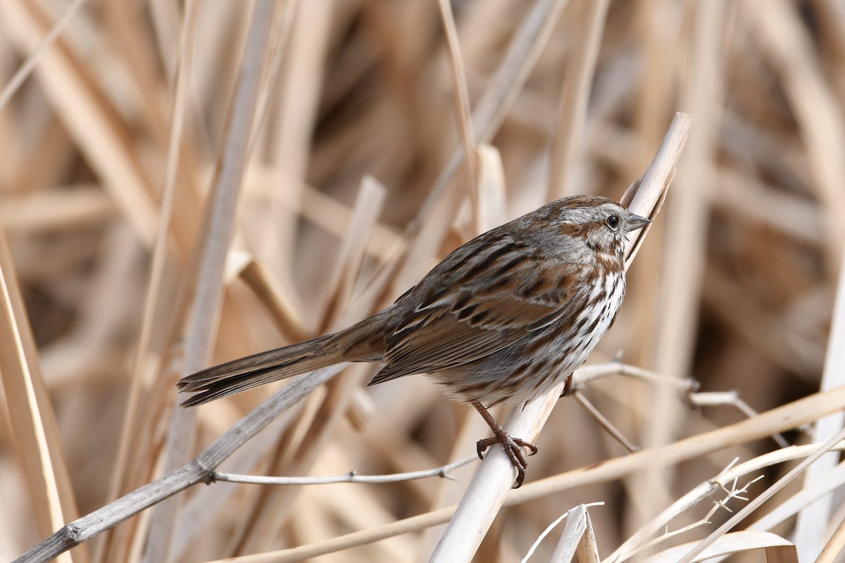Song Sparrow - ML327202791