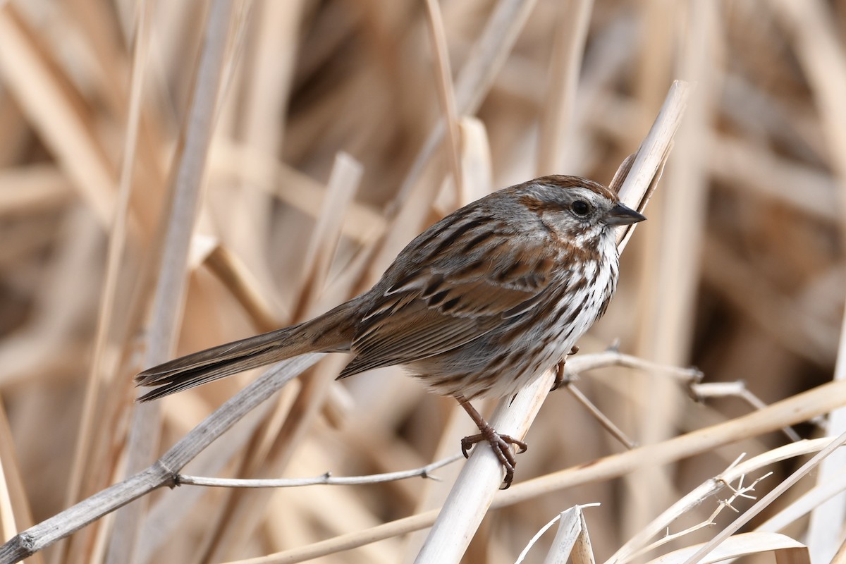 Song Sparrow - ML327202871