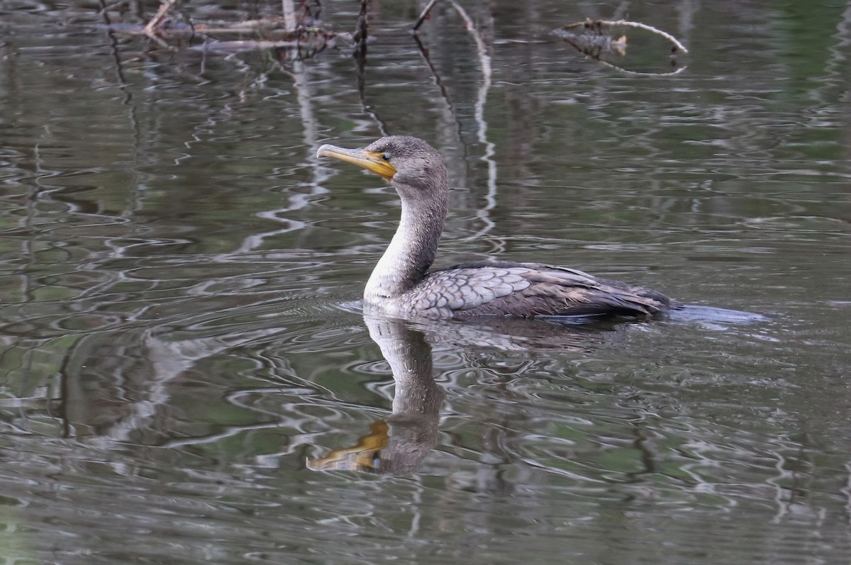 Cormoran à aigrettes - ML327206841