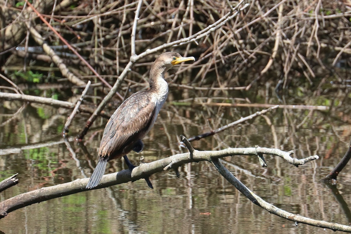 Cormoran à aigrettes - ML327206861