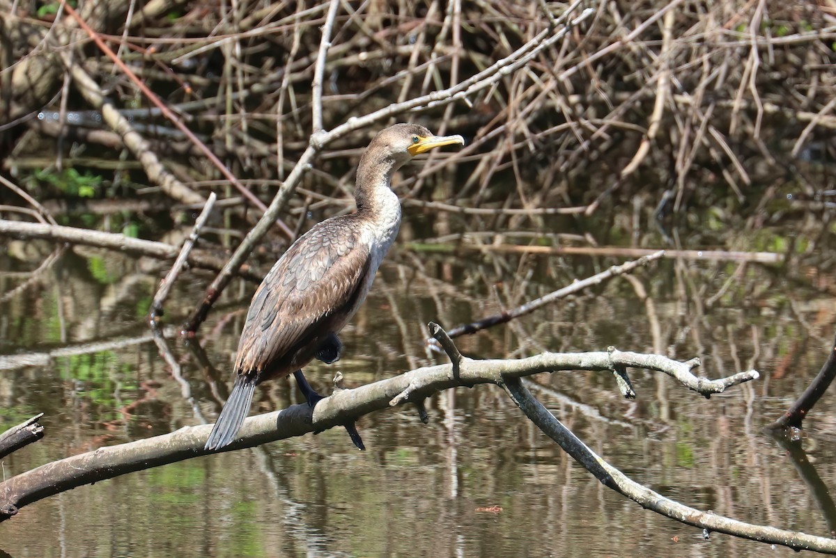 Double-crested Cormorant - ML327206861