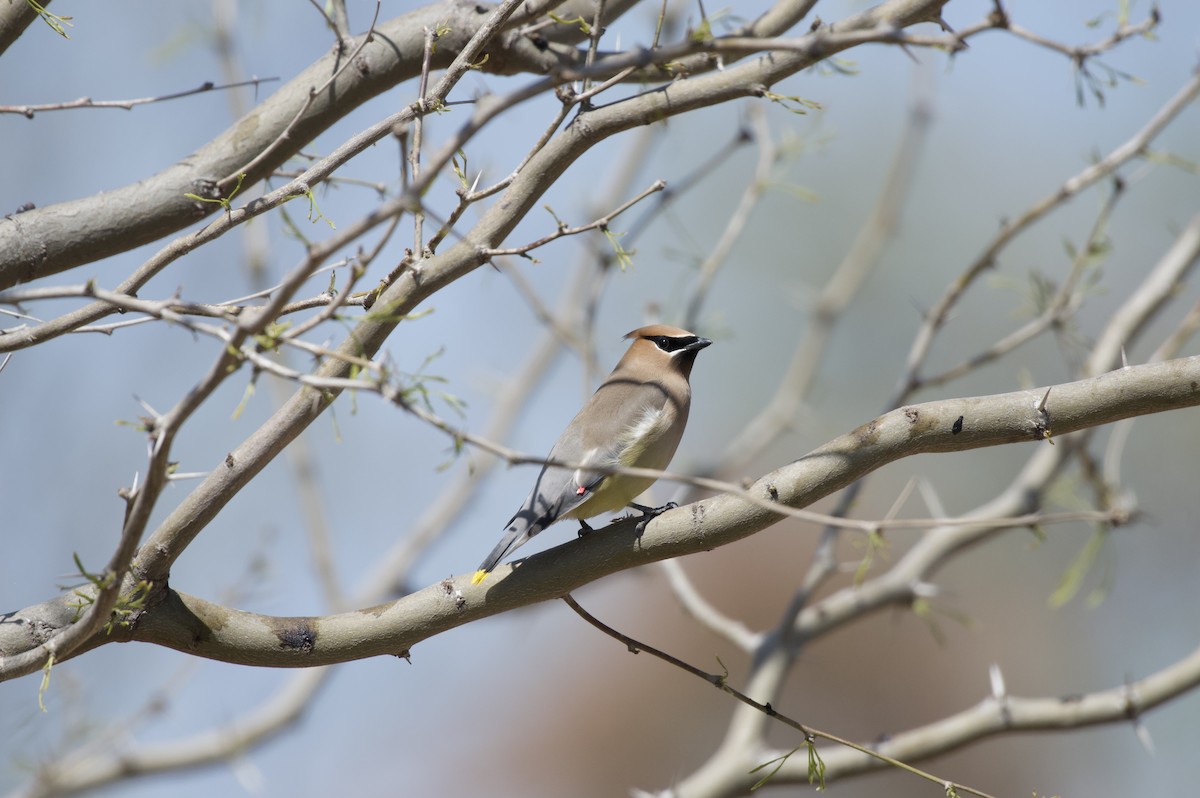 brkoslav americký - ML327207051