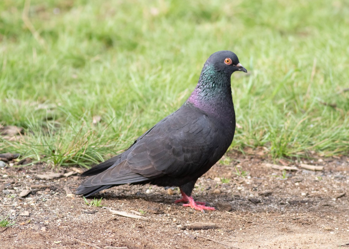 Rock Pigeon (Feral Pigeon) - ML327207131