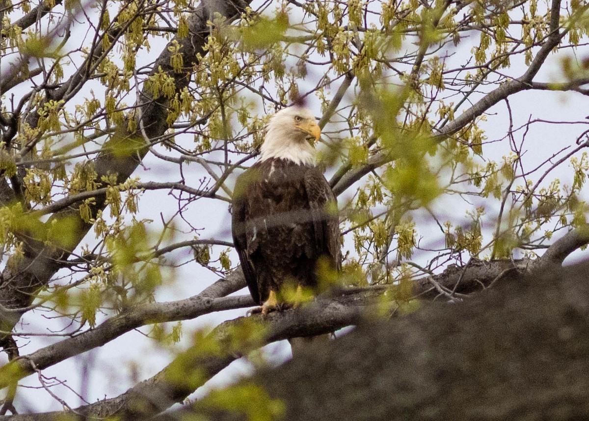 Bald Eagle - ML327207271