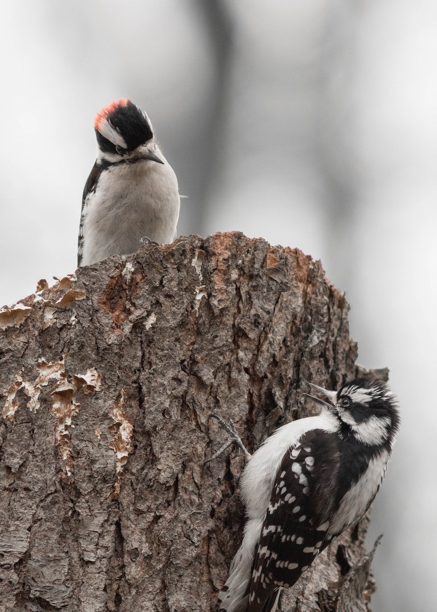 Downy Woodpecker - ML327207351