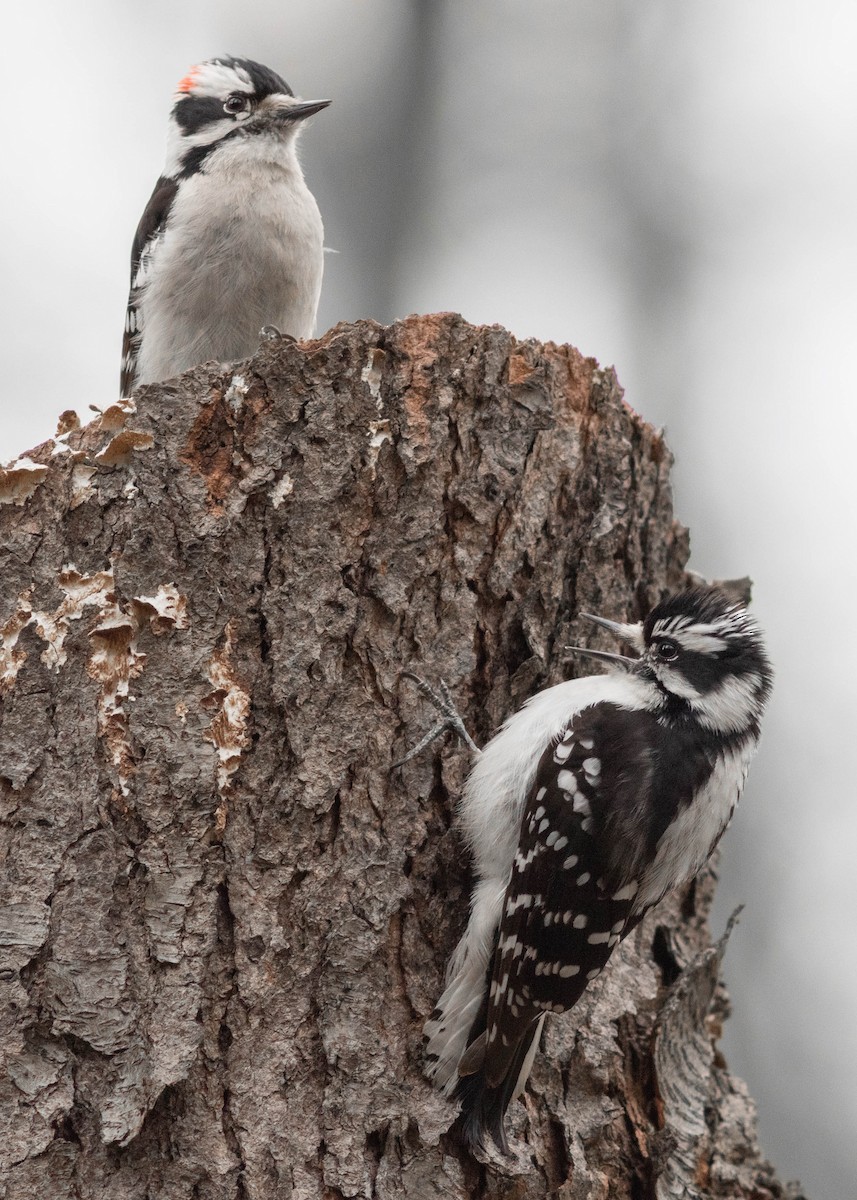 Downy Woodpecker - ML327207361