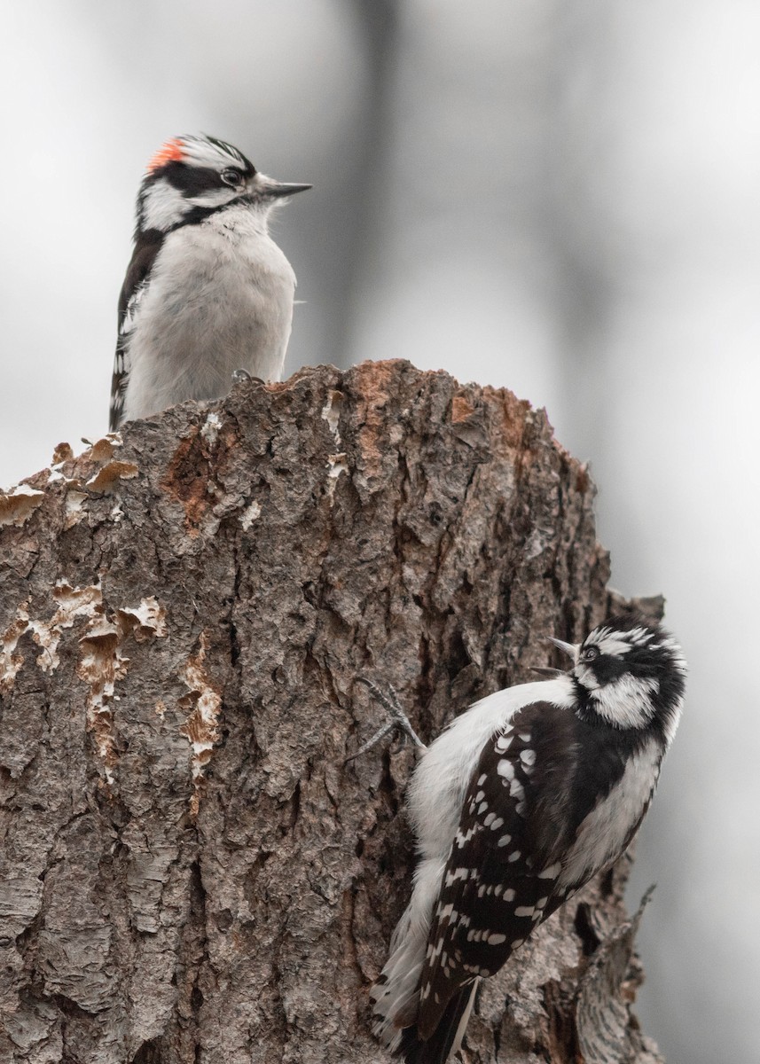 Downy Woodpecker - ML327207371