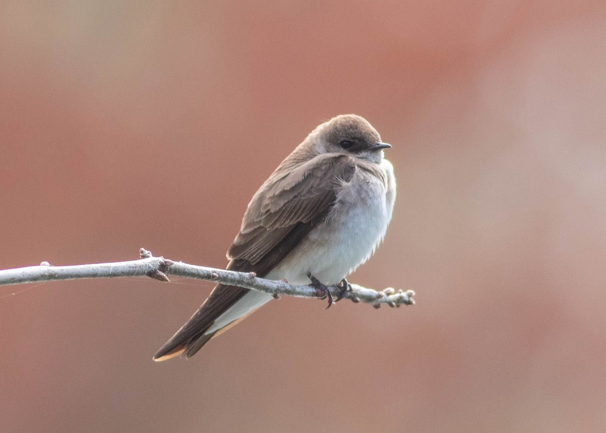 Northern Rough-winged Swallow - ML327207411