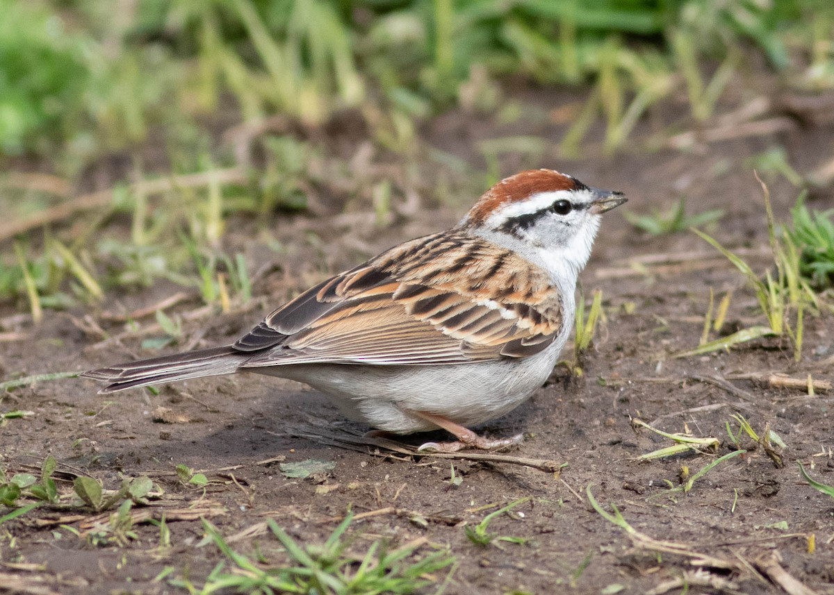 Chipping Sparrow - ML327207491