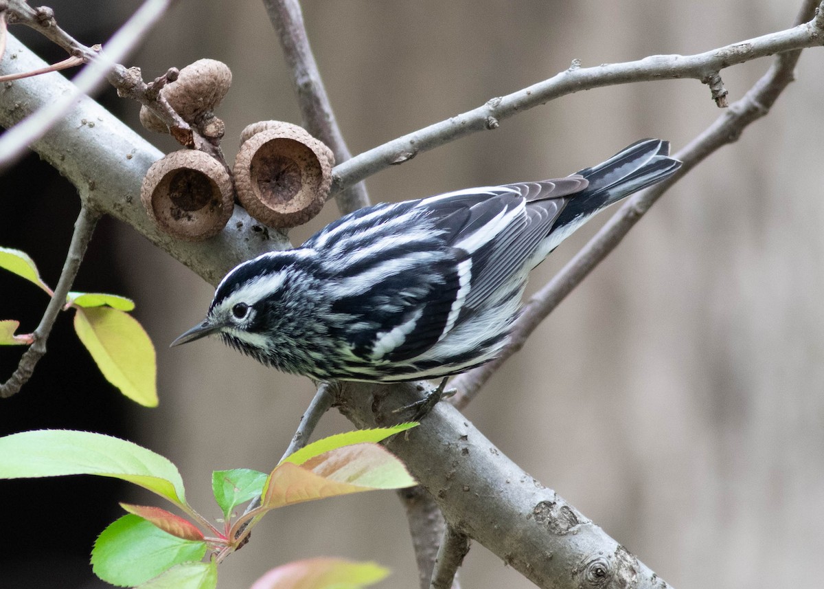Black-and-white Warbler - ML327207631