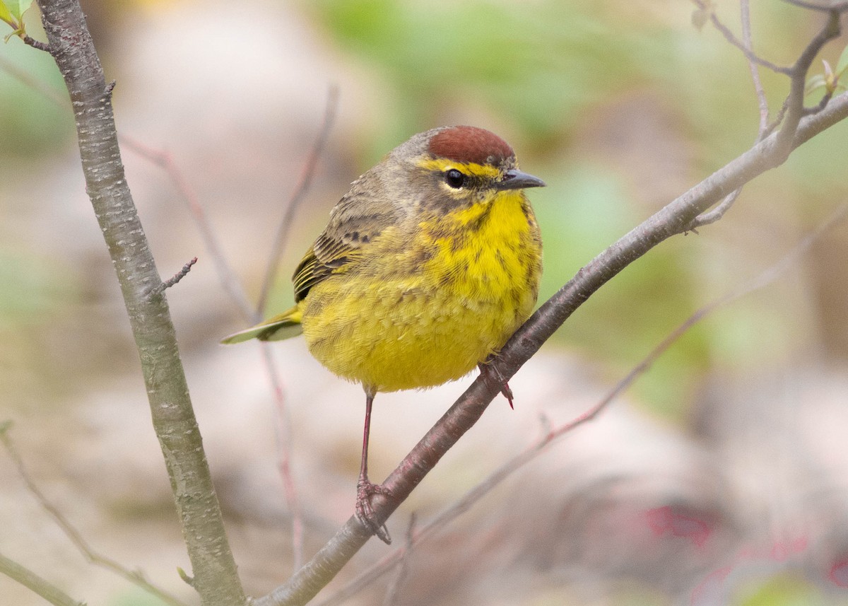 Palm Warbler - ML327207671