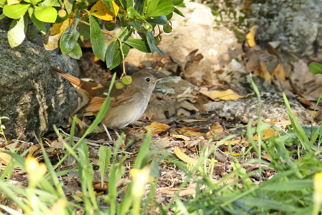 Common Nightingale - ML327207951