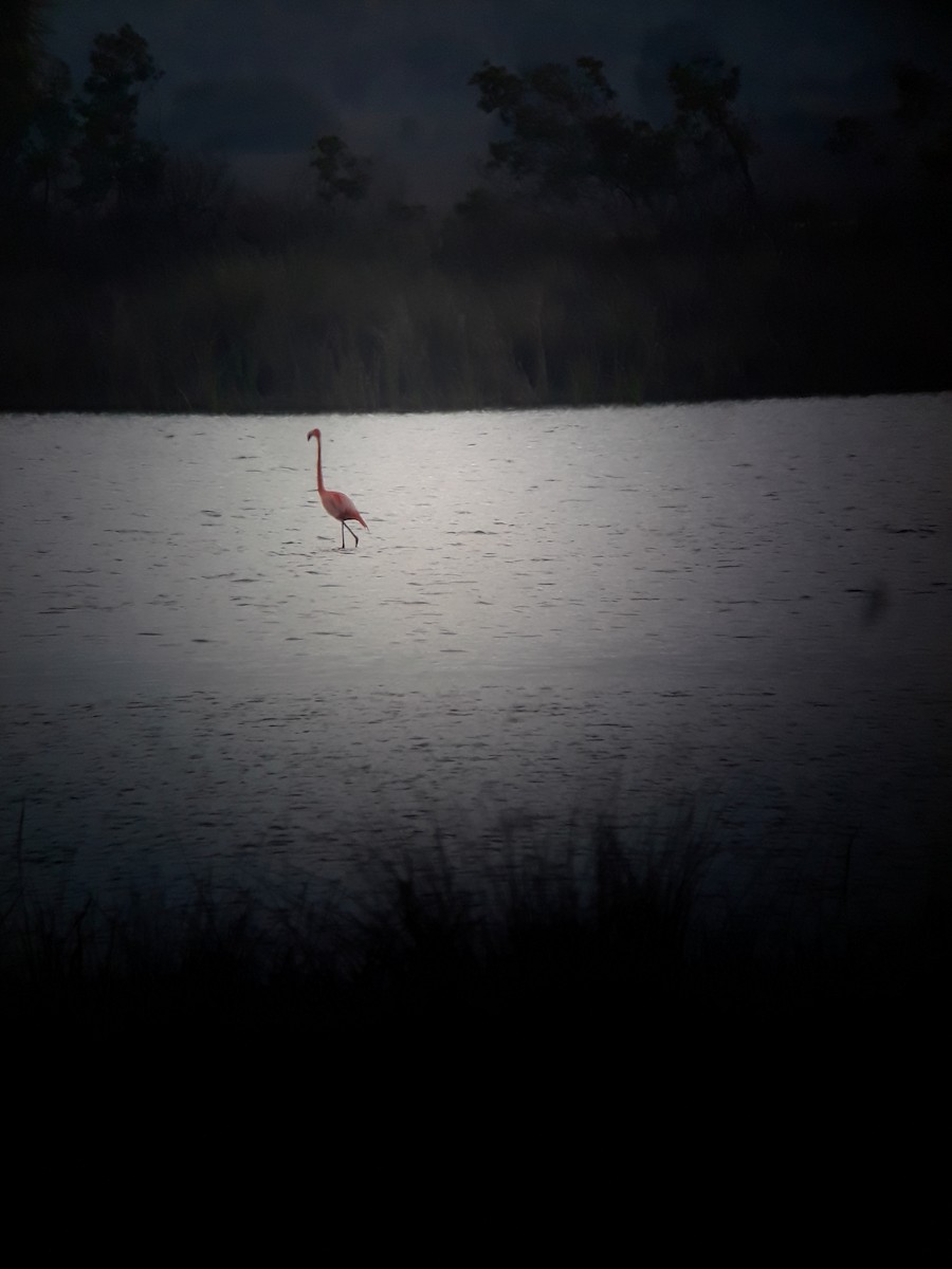 Flamant des Caraïbes - ML327211611