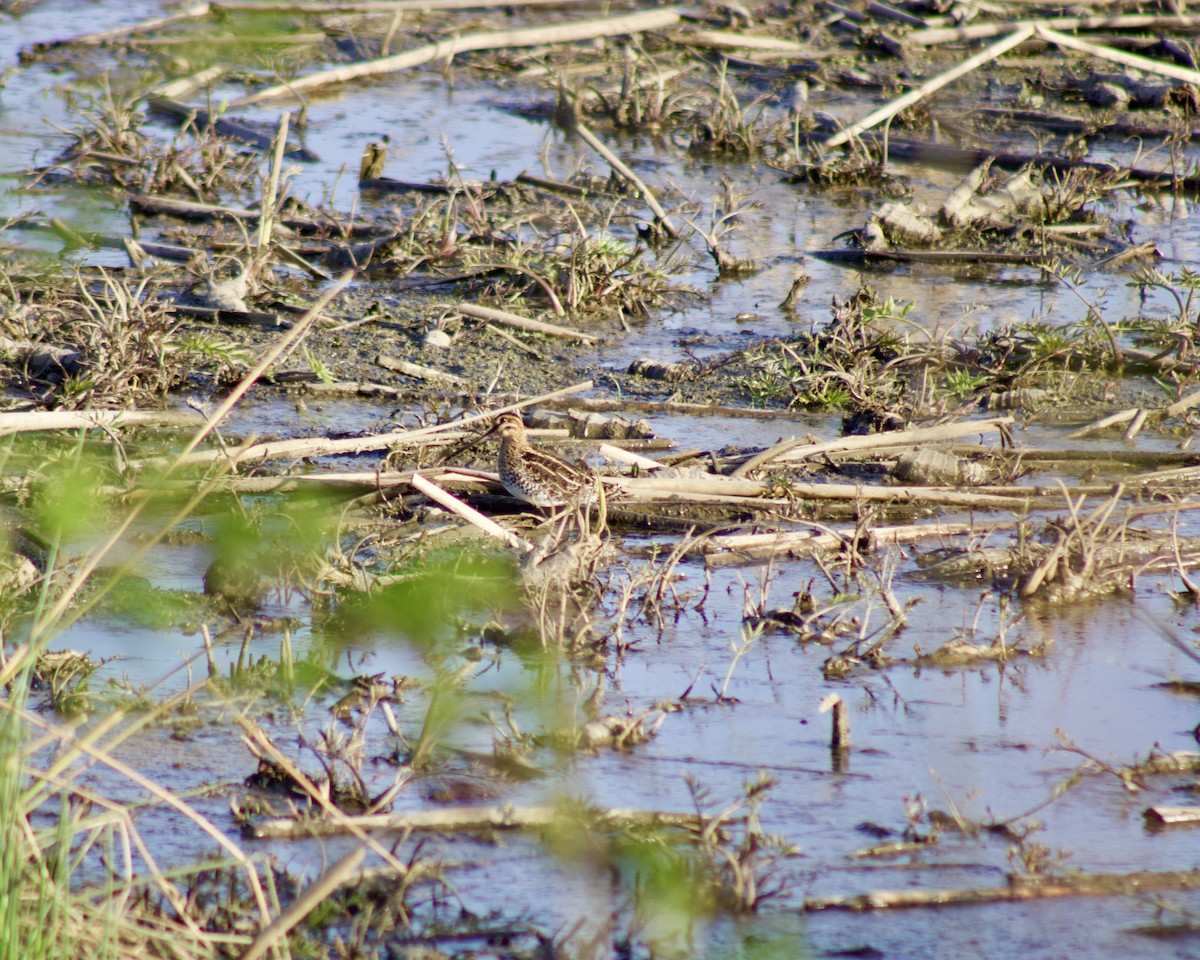 Wilson's Snipe - Nick Nepokroeff