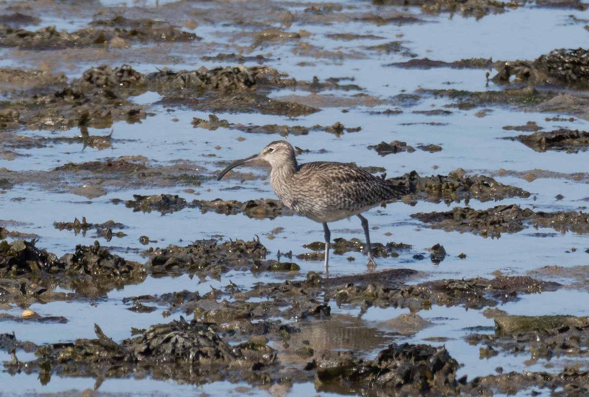 Whimbrel - ML327215051