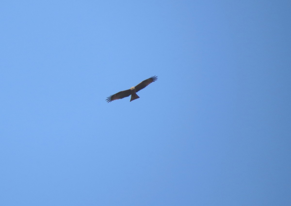 Black Kite - ML327216871