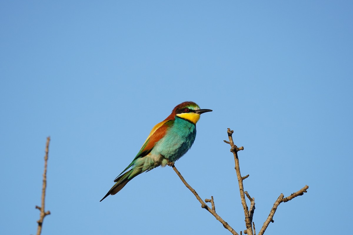 European Bee-eater - ML327218701