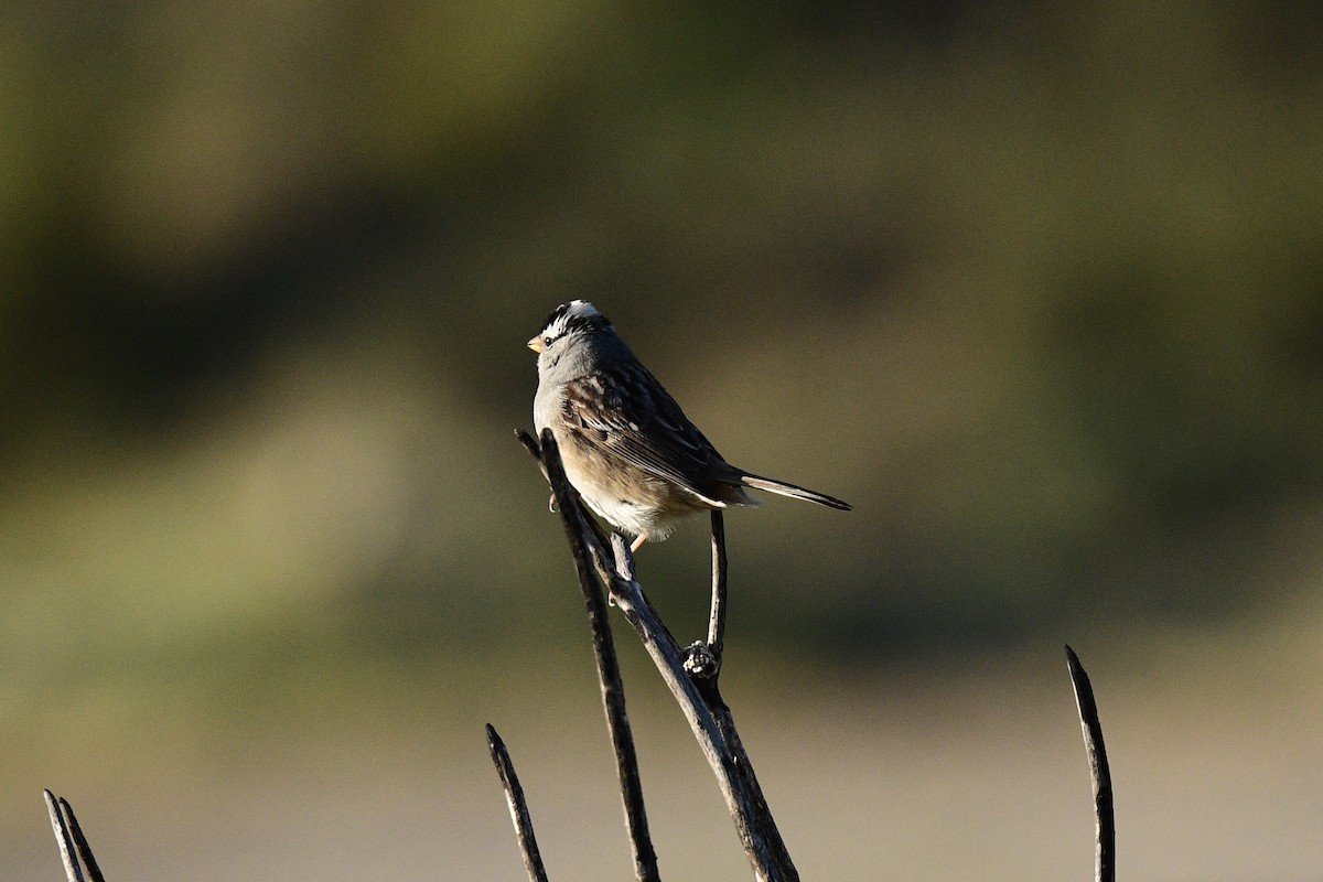 White-crowned Sparrow - ML327218921